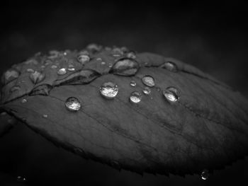 Close-up of raindrops on leaf