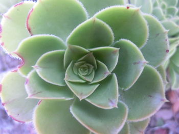 Close-up of succulent plant