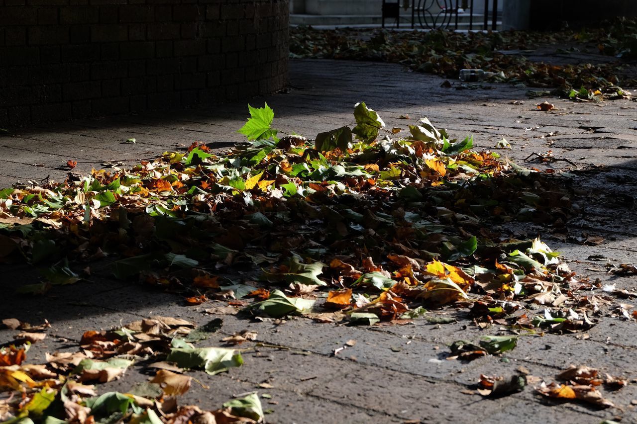 HIGH ANGLE VIEW OF FALLEN LEAVES ON FLOWERING PLANT