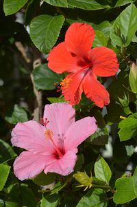 Close-up of pink hibiscus