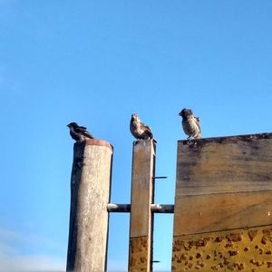 Low angle view of bird perching on wooden post against clear blue sky