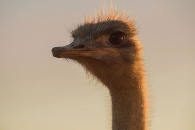 Close-up of ostrich