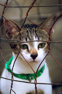 Close-up portrait of a cat