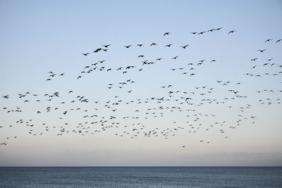 Flock of birds flying over sea