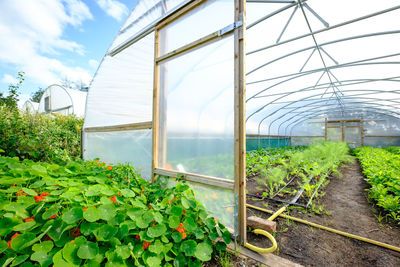 Low angle view of agriculture poly tunnel 