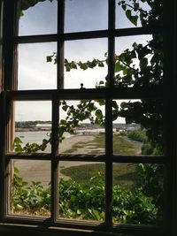 View of trees seen through window