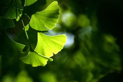 Close-up of fresh green leaves