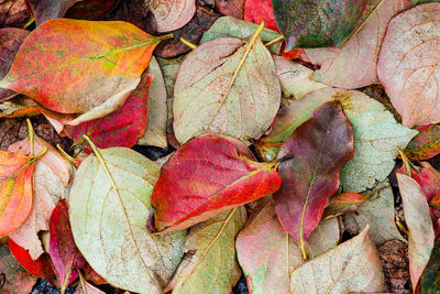 Close-up of fallen leaves