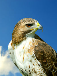 Close-up of eagle against clear blue sky