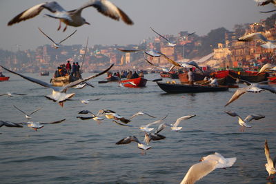 Flock of birds in the water