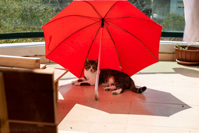 Cat with umbrella on floor
