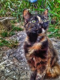 Cat looking away