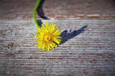 Close-up of yellow flower on wood