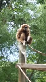 Monkey sitting on tree stump