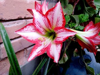 Close-up of red flower