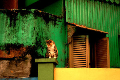 Close-up of cat on rusty metallic structure