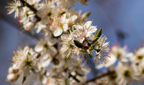 Close-up of flowers