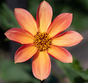 Close-up of orange flower