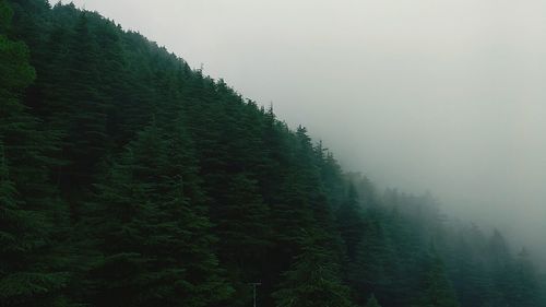 Low angle view of trees against sky