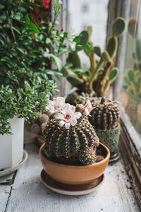 Close-up of potted plant on table