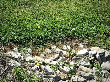 High angle view of grass on field