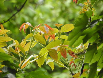 Close-up of leaves