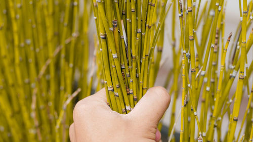 Close-up of hand holding wheat growing on field