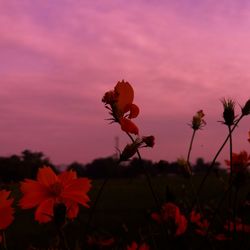 Close-up of flowering plants on field during sunset