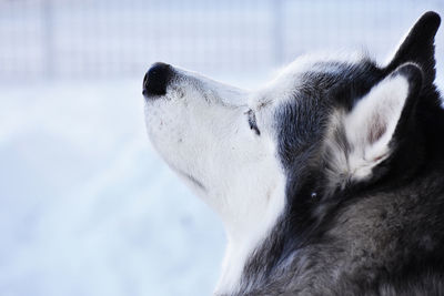 Snowy husky