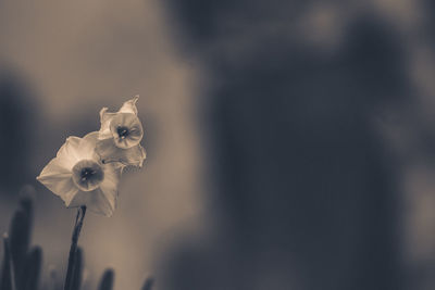 Close-up of wilted flower against blurred background