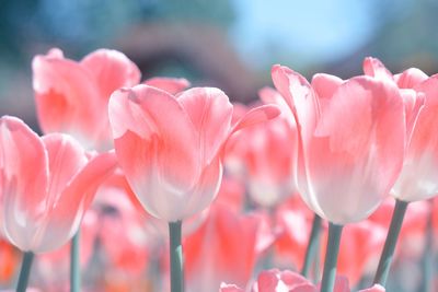 Close-up of pink tulips