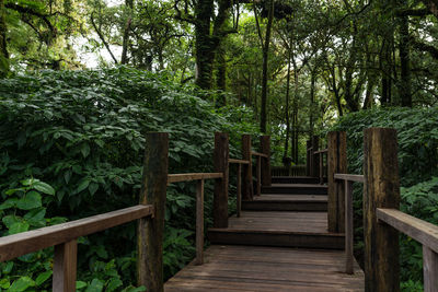 Wooden footbridge amidst trees in forest