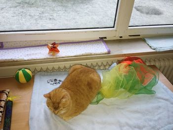 Close-up of ginger cat