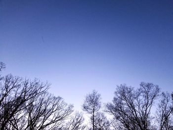 Low angle view of bare trees against clear blue sky