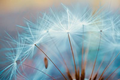 Beautiful dandelion flower seed, abstract and blue background