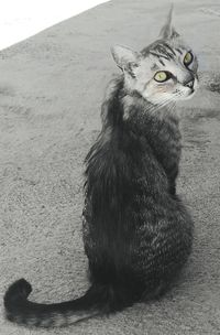 Close-up of cat sitting outdoors