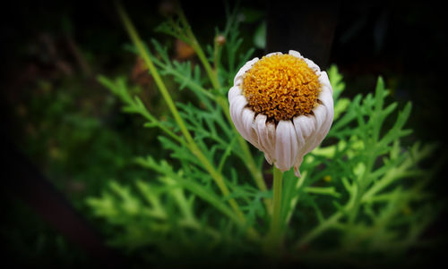 Close-up of flower on field