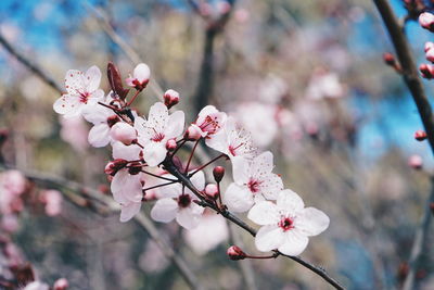 Close-up of pink cherry blossom