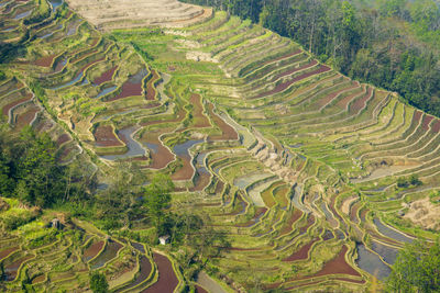High angle view of rice field