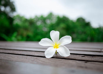 Close-up of white flowering plant