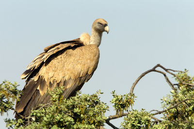 Low angle view of bird perching on tree against sky