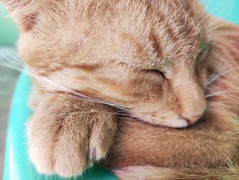 Close-up of a sleeping cat