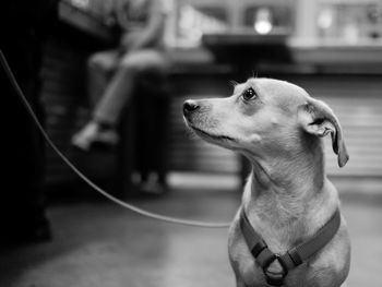 Close-up of dog looking up