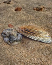 Close-up of dead animal