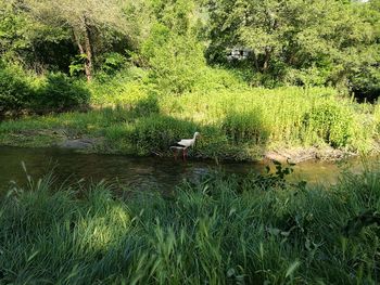 View of bird in lake