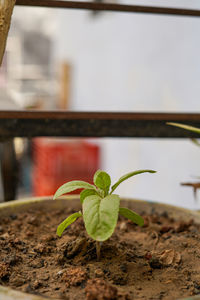 Close-up of small potted plant