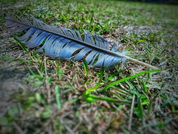 High angle view of feather on field