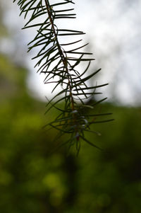 Close-up of plant against blurred background