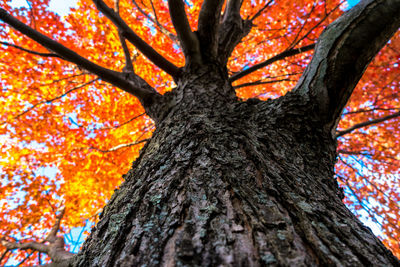 Low angle view of tree during autumn