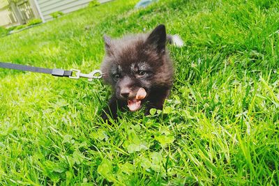 Portrait of dog on grass